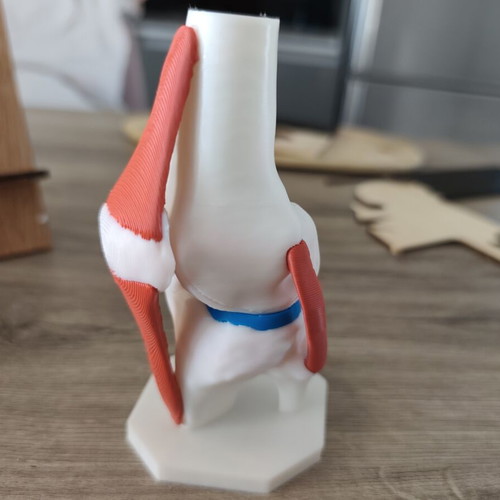 3D Anatomical Model of Knee Joint new, detailed and colored