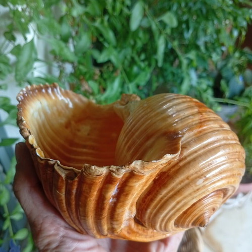 Tonna galea collectible seashell used, 100 years old