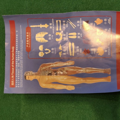 Tissue of the Human Body anatomy model STEM educational toy