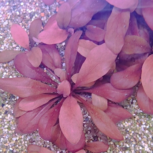 Samolus sp Red aquarium plant new with reddish hues