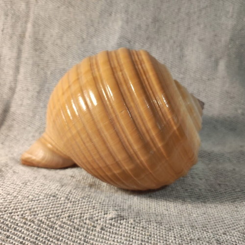 Tonna Galea shell like new, 15x15x11cm