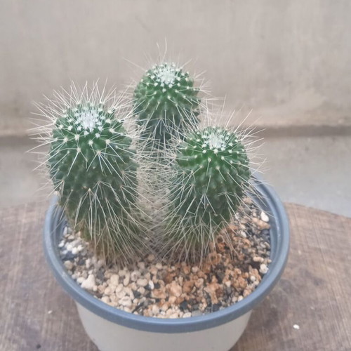 Mammillaria Spinosissima Un Pico cactus in nursery pot new