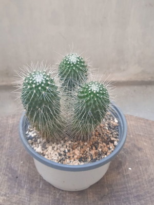 Κάκτος Mammillaria Spinosissima Un Pico σε γλαστράκι φυτωρίου καινούργιο