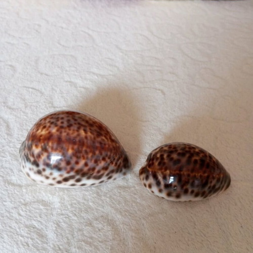 Cypraea Tigris shells used, set of 2 pieces