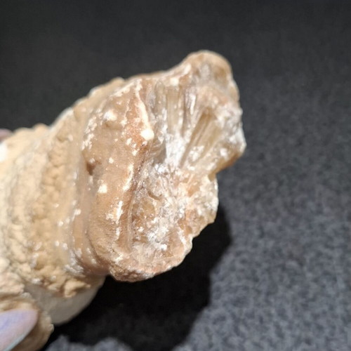 Fossilized Horn Coral with Calcite Crystals like new, 545g
