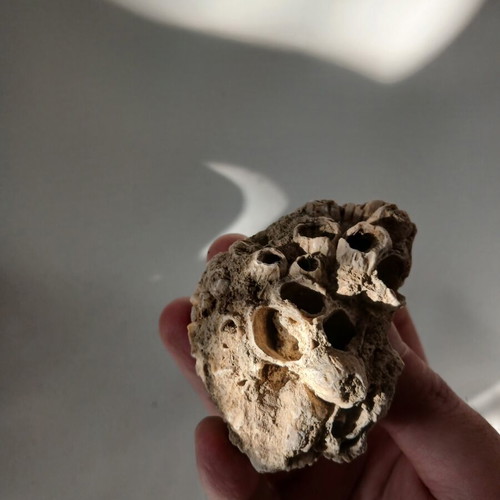 Fossils like new, coral and ancient shell