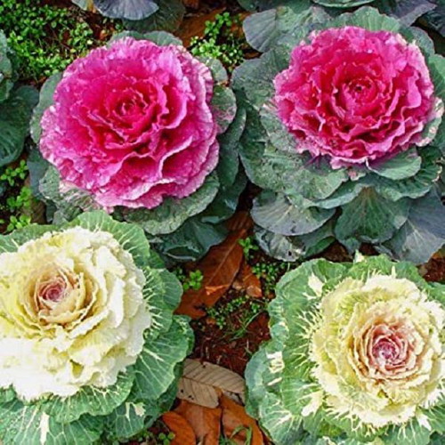 Ornamental Cabbage Brassica Oleracea seeds, 20 pcs, multicolored