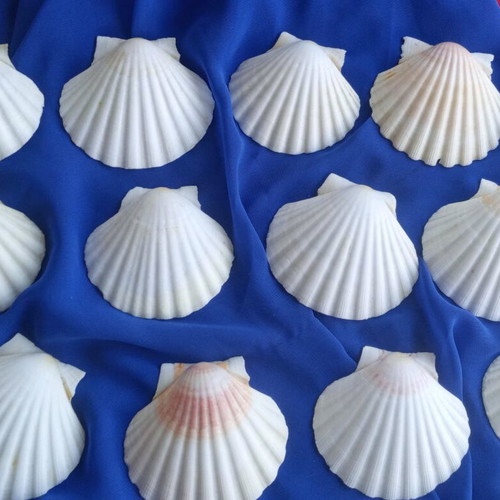 Natural Saint Jaques shells like new, pack of 12