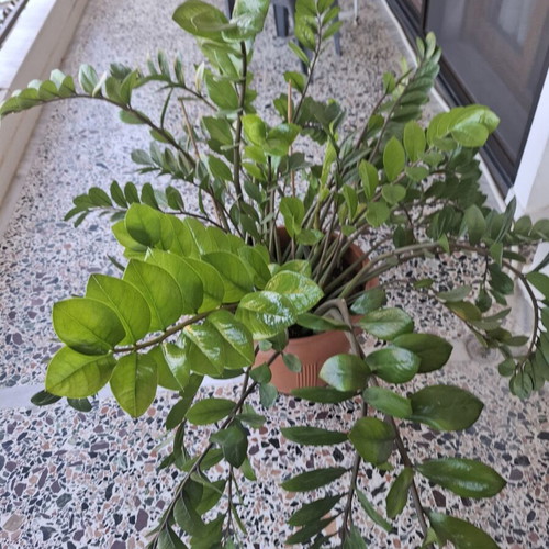 Zamioculcas plant, large, 1 meter tall, lush foliage