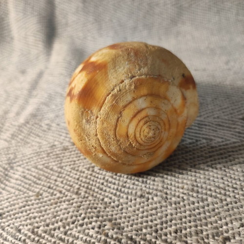 Cone Shell used, faded colors