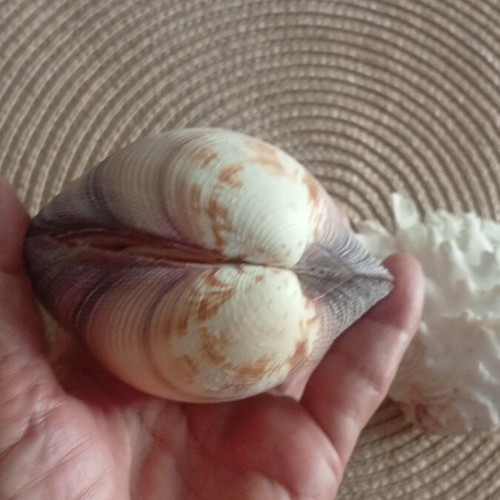 Spondylus and Antigona closed bivalve shells set, like new