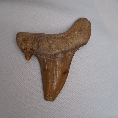 Fossilized shark tooth from Morocco