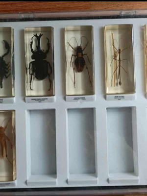 Authentic insect collection used, missing pieces