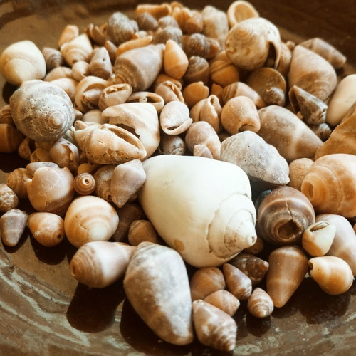 Seashells new, choose any quantity