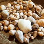 Seashells new, choose any quantity