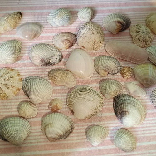Seashells like new for crafts and creations