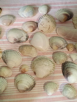 Seashells like new for crafts and creations