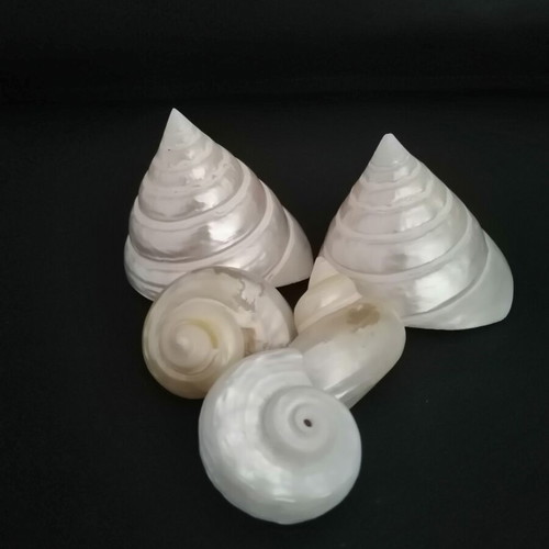 Polished seashells with iridescent pearl surface