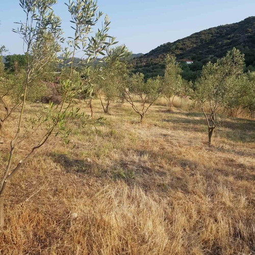Agricultural land 4,817 m² buildable with olive trees in Sykia Halkidiki