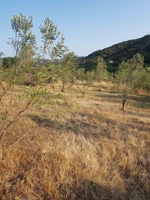 Αγροτεμάχιο 4.817 τ.μ. οικοδομήσιμο με ελαιόδεντρα στη Συκιά Χαλκιδικής