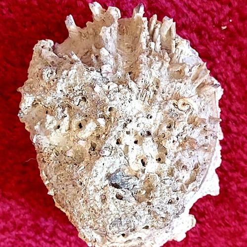 Spondylus Gaederopus Seashell used, Mediterranean bivalve
