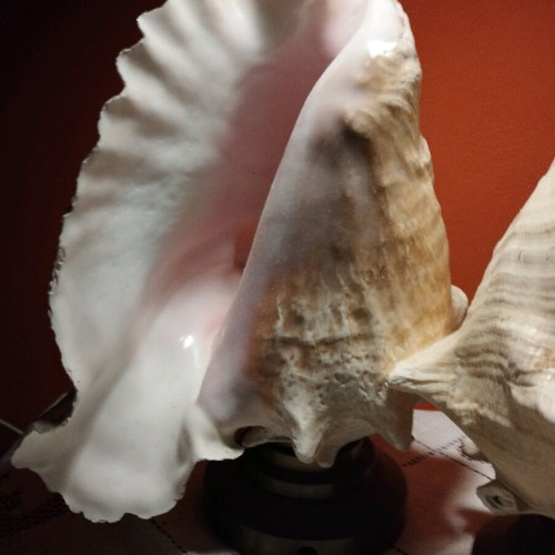 Natural shell lamp with bronze base, set of 2