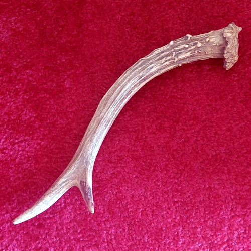 Roe Deer Antler used, natural decoration and craft material