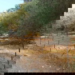  ΟΙΚΟΠΕΔΟ 1300τμ (Ελαιώνας) ΠΑΠΑΔΑΤΕΣ ΜΑΚΡΥΝΕΙΑΣ