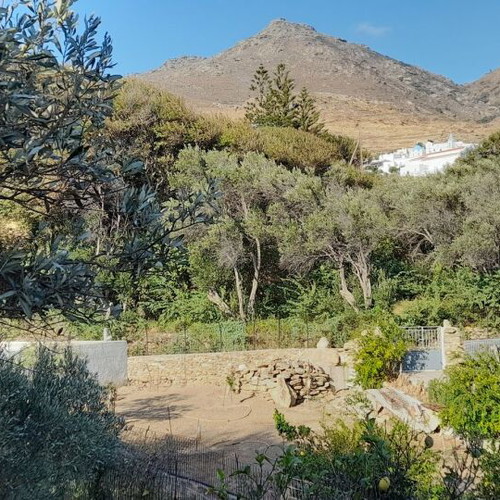 Plot of land with olive trees in village Kalloni, buildable, 255 m²