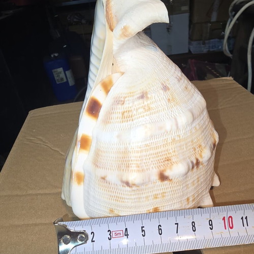 Cassis Cornuta shell used, large natural collectible 15cm