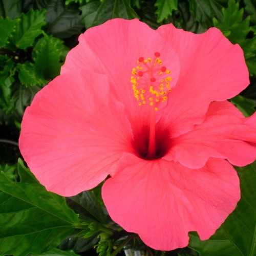Hibiscus plant seeds mix colors, pack of 20