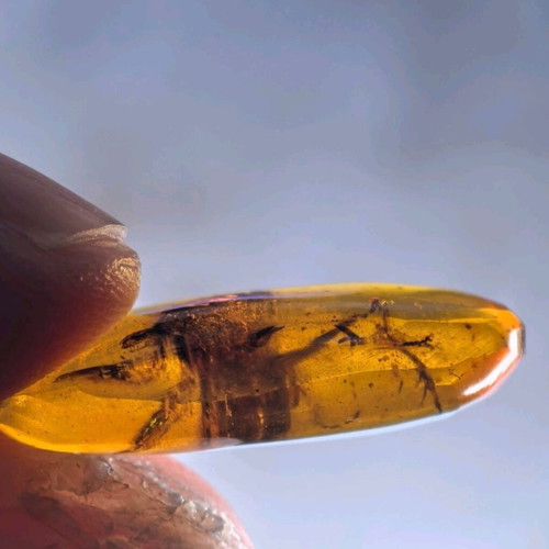 Amber from Myanmar with insect inclusion, new, fossilized