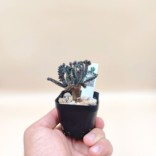 Mother of Thousands 5 mini pots new, nature touches