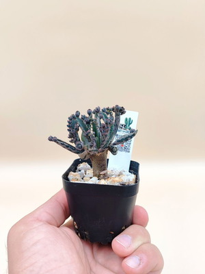 Mother of Thousands 5 mini pots new, nature touches
