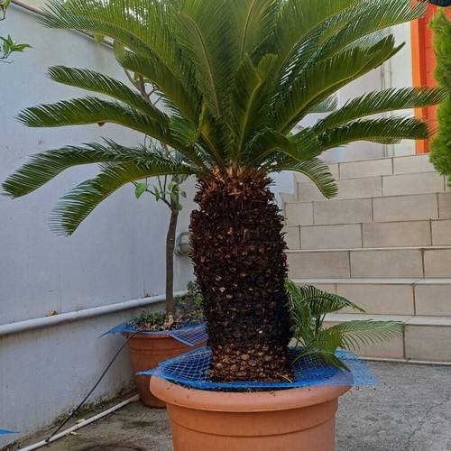 Cycas Revoluta large plant like new, height 1.40 m, trunk circumference 80 cm