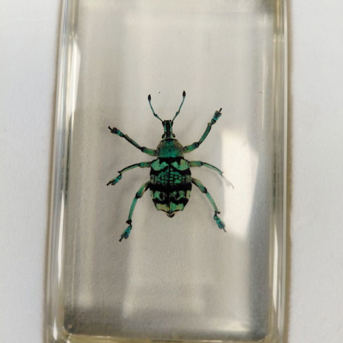 Deagostini insect collection used with plastic case