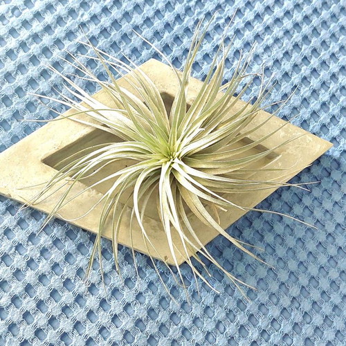 Handmade concrete decorative base for air plants and accessories