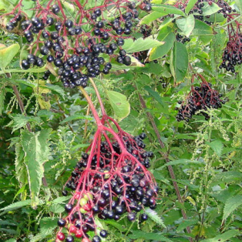 Elderberry-Cornel Syrup new, 420g for ice cream and desserts