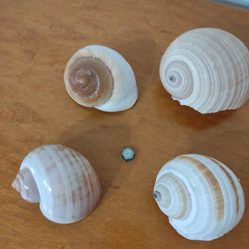 Natural shells like new, pack of 4 large