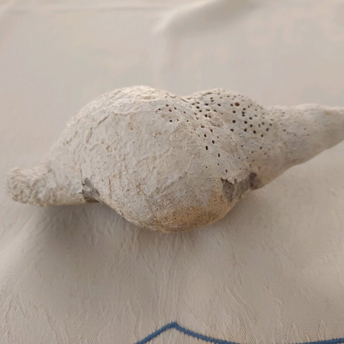 Triton sea shell used, old