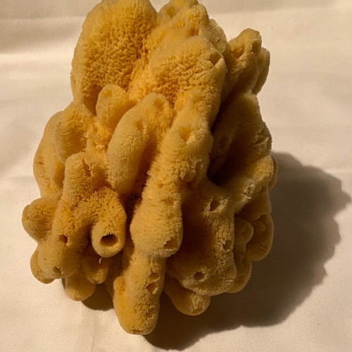 Set of 2 large natural sea sponges new for bath or decoration