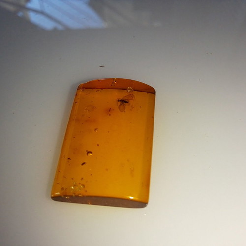 Processed square Baltic amber piece with insects, new