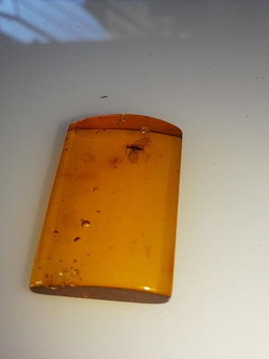 Processed square Baltic amber piece with insects, new