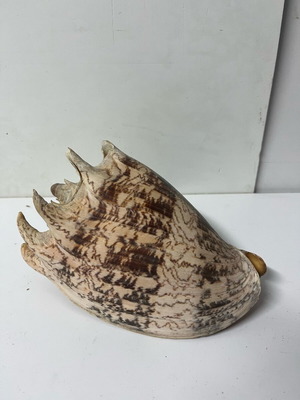 Decorative shell used
