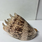 Decorative shell used