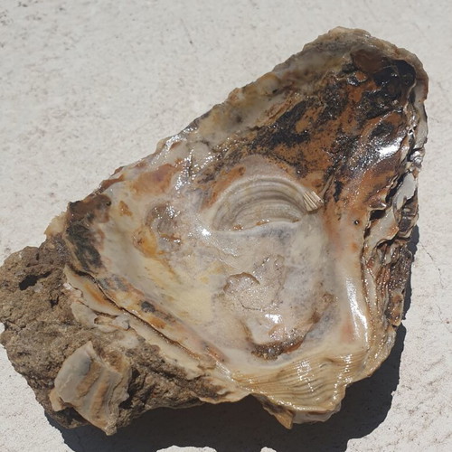 Rare Fossilized Ostrea Oyster From Attica