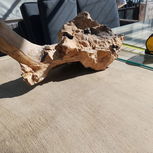 Olive wood new for terrarium and decoration