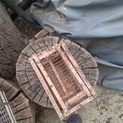 10 wooden cages and 3 traps and 1 iron