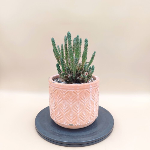 Opuntia Tuna Monstruosa Cactus in Ceramic Pot new