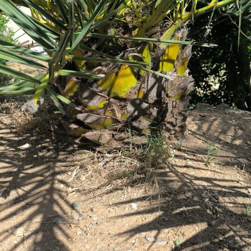 Canary date palms new, set of two
